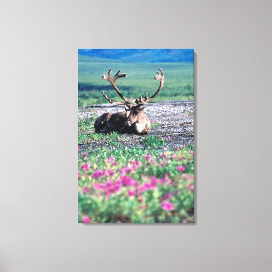 VS, Alaska, Denali National Park, Kariboe Canvas Afdruk (Voorkant)