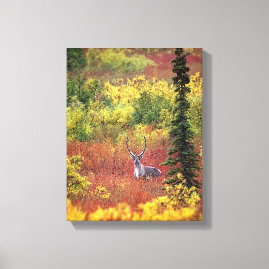 VS, Alaska, Denali National Park. Kariboe Canvas Afdruk (Voorkant)