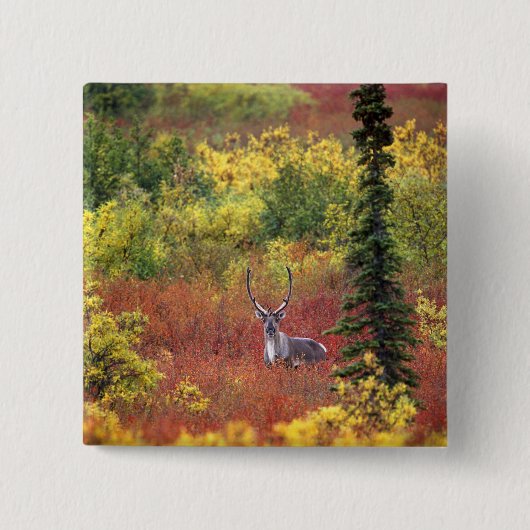 VS, Alaska, Denali National Park. Kariboe Vierkante Button 5,1 Cm (Voorkant)