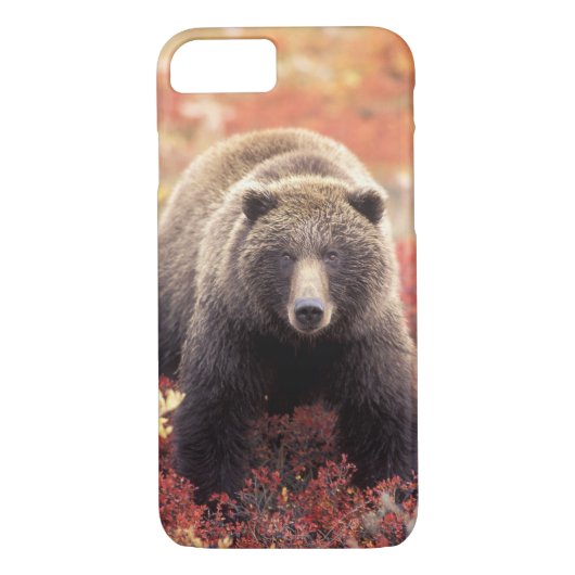 VS, Alaska, Denali NP, vrouw Grizzly Beer Case-Mate iPhone Case (Achterkant)