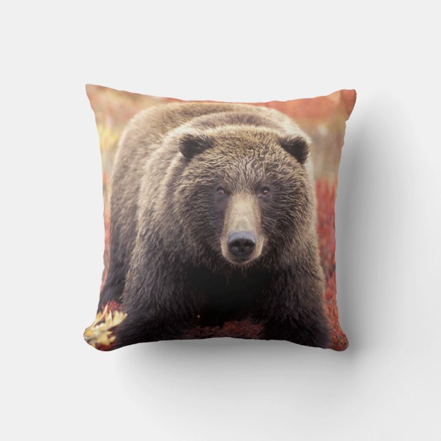 VS, Alaska, Denali NP, vrouw Grizzly Beer Kussen (Voorkant)