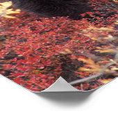 VS, Alaska, Denali NP, vrouw Grizzly Beer Poster (Hoek)