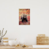 VS, Alaska, Denali NP, vrouw Grizzly Beer Poster (Keuken)