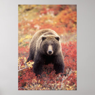 VS, Alaska, Denali NP, vrouw Grizzly Beer Poster