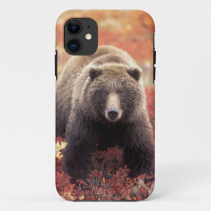 VS, Alaska, Denali NP, vrouwelijke Grizzlybeer Case-Mate iPhone Case