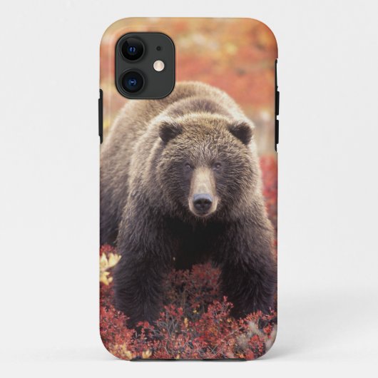 VS, Alaska, Denali NP, vrouwelijke Grizzlybeer Case-Mate iPhone Case (Achterkant)