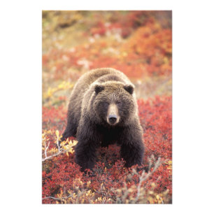 VS, Alaska, Denali NP, vrouwelijke Grizzlybeer Foto Afdruk