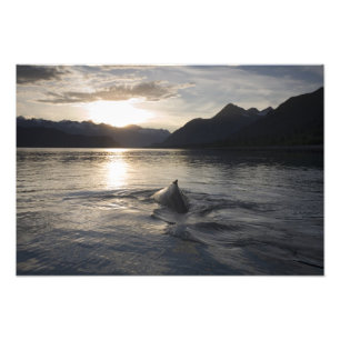 VS, Alaska, Glacier Bay National Park, Foto Afdruk