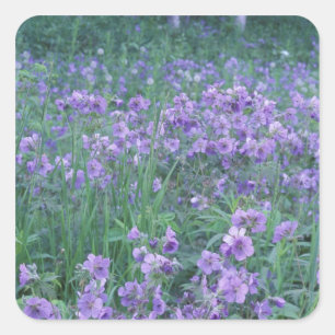 VS, Alaska, Hillberg Lake Wilderness Wild Vierkante Sticker