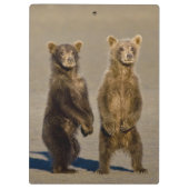 VS. Alaska. Jonge kustbruine beren Klembord (Achterkant)