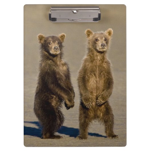 VS. Alaska. Jonge kustbruine beren Klembord (Voorkant)