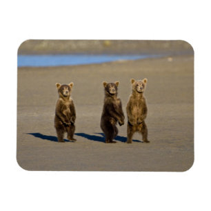 VS. Alaska. Jonge kustbruine beren Magneet