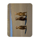 VS. Alaska. Jonge kustbruine beren Magneet (Verticaal)