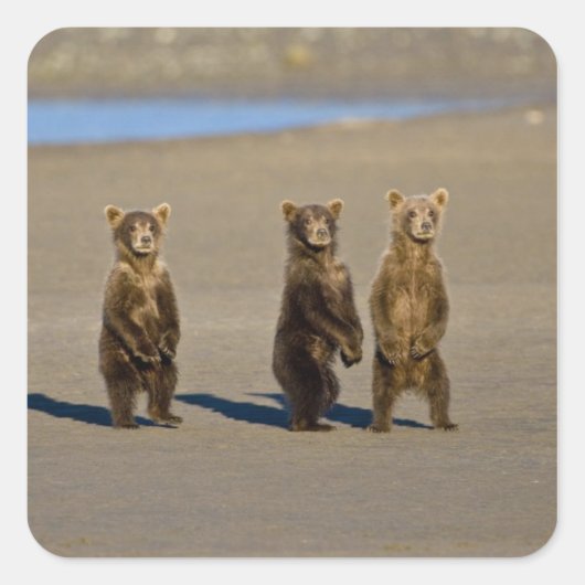 VS. Alaska. Jonge kustbruine beren Vierkante Sticker (Voorkant)