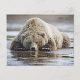 VS, Alaska, Katmai National Park, Bruine beer Briefkaart