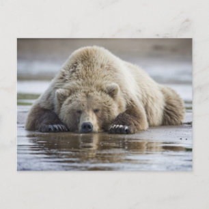 VS, Alaska, Katmai National Park, Bruine beer Briefkaart