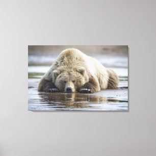 VS, Alaska, Katmai National Park, Bruine beer Canvas Afdruk