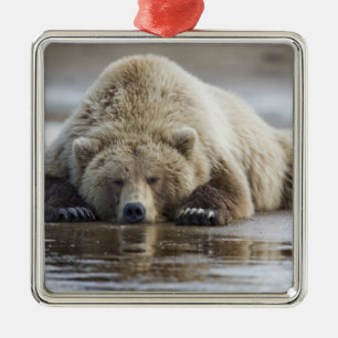 VS, Alaska, Katmai National Park, Bruine beer Metalen Ornament