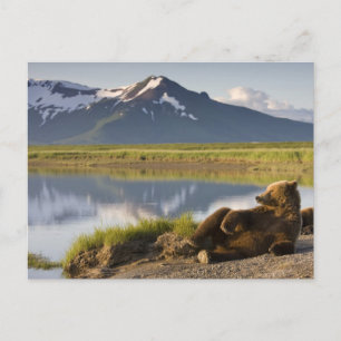 VS, Alaska, Katmai National Park, Bruine beren Briefkaart