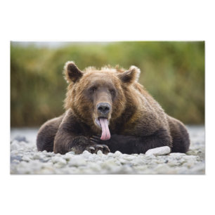VS, Alaska, Katmai National Park, Kukak Bay, Foto Afdruk