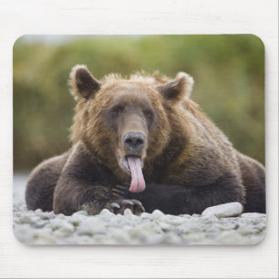 VS, Alaska, Katmai National Park, Kukak Bay, Muismat