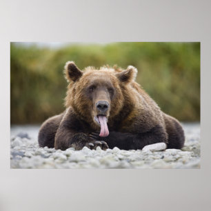 VS, Alaska, Katmai National Park, Kukak Bay, Poster