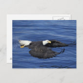 VS, Alaska, Kenai Peninsula Bald eagle Briefkaart (Voorkant / Achterkant)