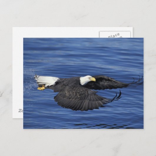 VS, Alaska, Kenai Peninsula Bald eagle Briefkaart (Voorkant / Achterkant)