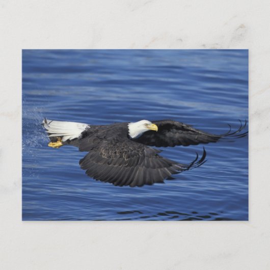 VS, Alaska, Kenai Peninsula Bald eagle Briefkaart (Voorkant)