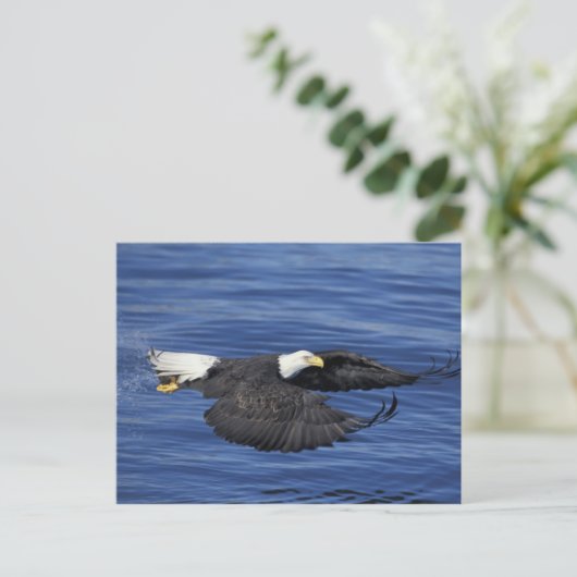 VS, Alaska, Kenai Peninsula Bald eagle Briefkaart (Staand voorkant)