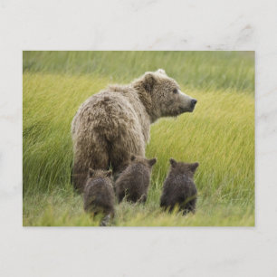 VS, Alaska, Lake Clark National Park. Grizzlybeer Briefkaart
