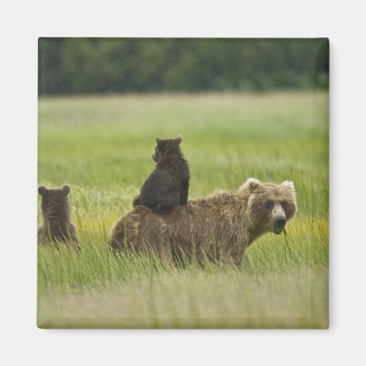 VS, Alaska, Lake Clark National Park Magneet (Voorkant)