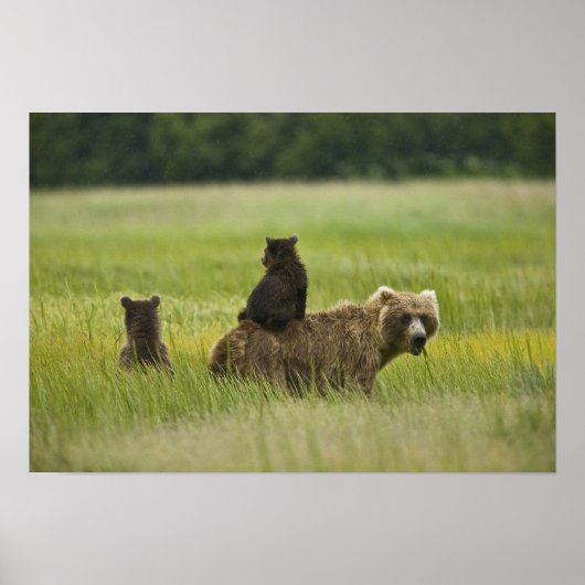 VS, Alaska, Lake Clark National Park Poster (Voorkant)