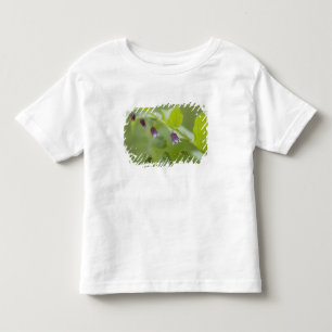 VS, Alaska, Nationaal park Glacier Bay. Kinder Shirts