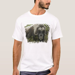 VS, Alaska, Nome. Close-up van muskusos T-shirt