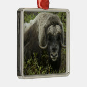 VS, Alaska, Nome. Sluiting van de muskus ox Metalen Ornament (Rechts)