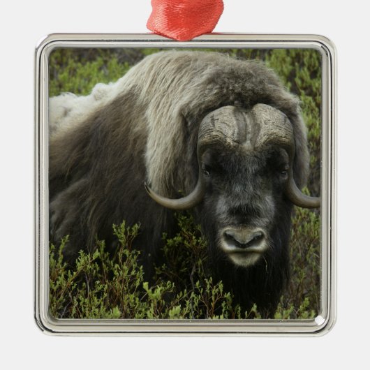VS, Alaska, Nome. Sluiting van de muskus ox Metalen Ornament (Voorkant)