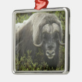 VS, Alaska, Nome. Sluiting van de muskus ox Metalen Ornament (Links)