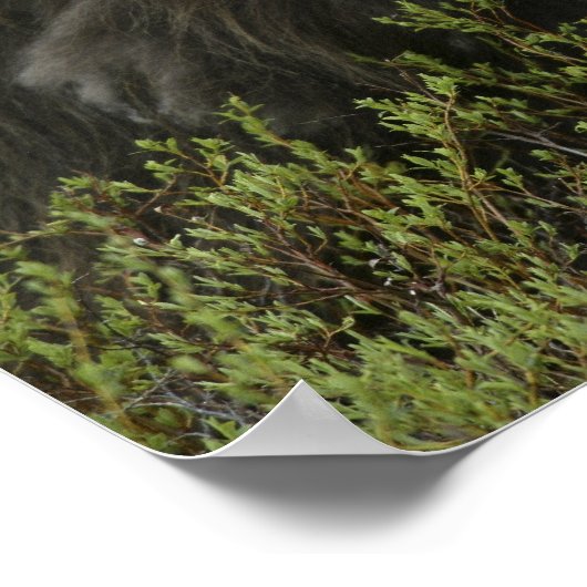 VS, Alaska, Nome. Sluiting van de muskus ox Poster (Hoek)