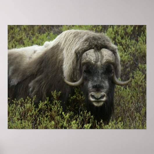 VS, Alaska, Nome. Sluiting van de muskus ox Poster (Voorkant)