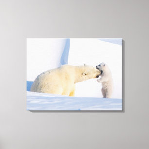 VS, Alaska, North Slope IJsberen Canvas Afdruk