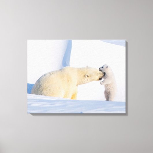 VS, Alaska, North Slope | IJsberen Canvas Afdruk (Voorkant)