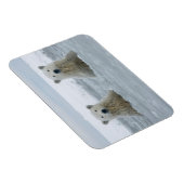 VS, Alaska, North Slope, IJsberen Magneet (Rechterzijde)