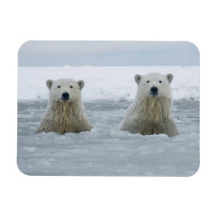 VS, Alaska, North Slope, IJsberen Magneet