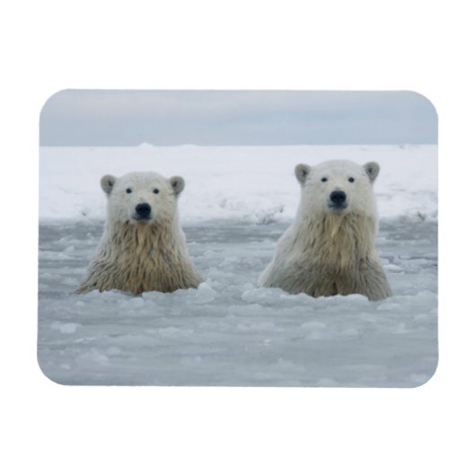 VS, Alaska, North Slope, IJsberen Magneet (Horizontaal)
