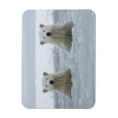 VS, Alaska, North Slope, IJsberen Magneet (Verticaal)