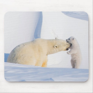 VS, Alaska, North Slope   IJsberen Muismat