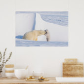VS, Alaska, North Slope | IJsberen Poster (Keuken)