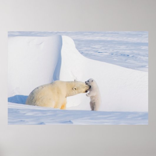 VS, Alaska, North Slope | IJsberen Poster (Voorkant)