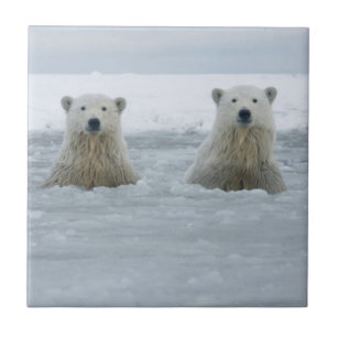 VS, Alaska, North Slope, IJsberen Tegeltje